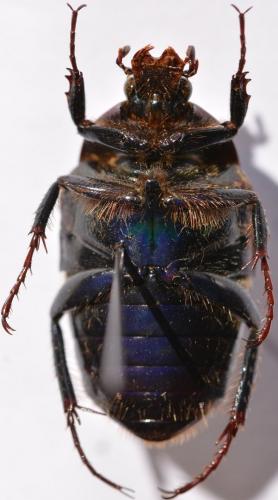 Coptomia propinqua